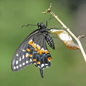 Flickr creative commons